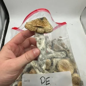 Buy Magic Mushroom Online Canada, Buy Magic Mushrooms Online Calgary, Buy Magic Mushrooms Online Ontario, Buy Magic Mushroom Online Ottawa,Mushroom for sale